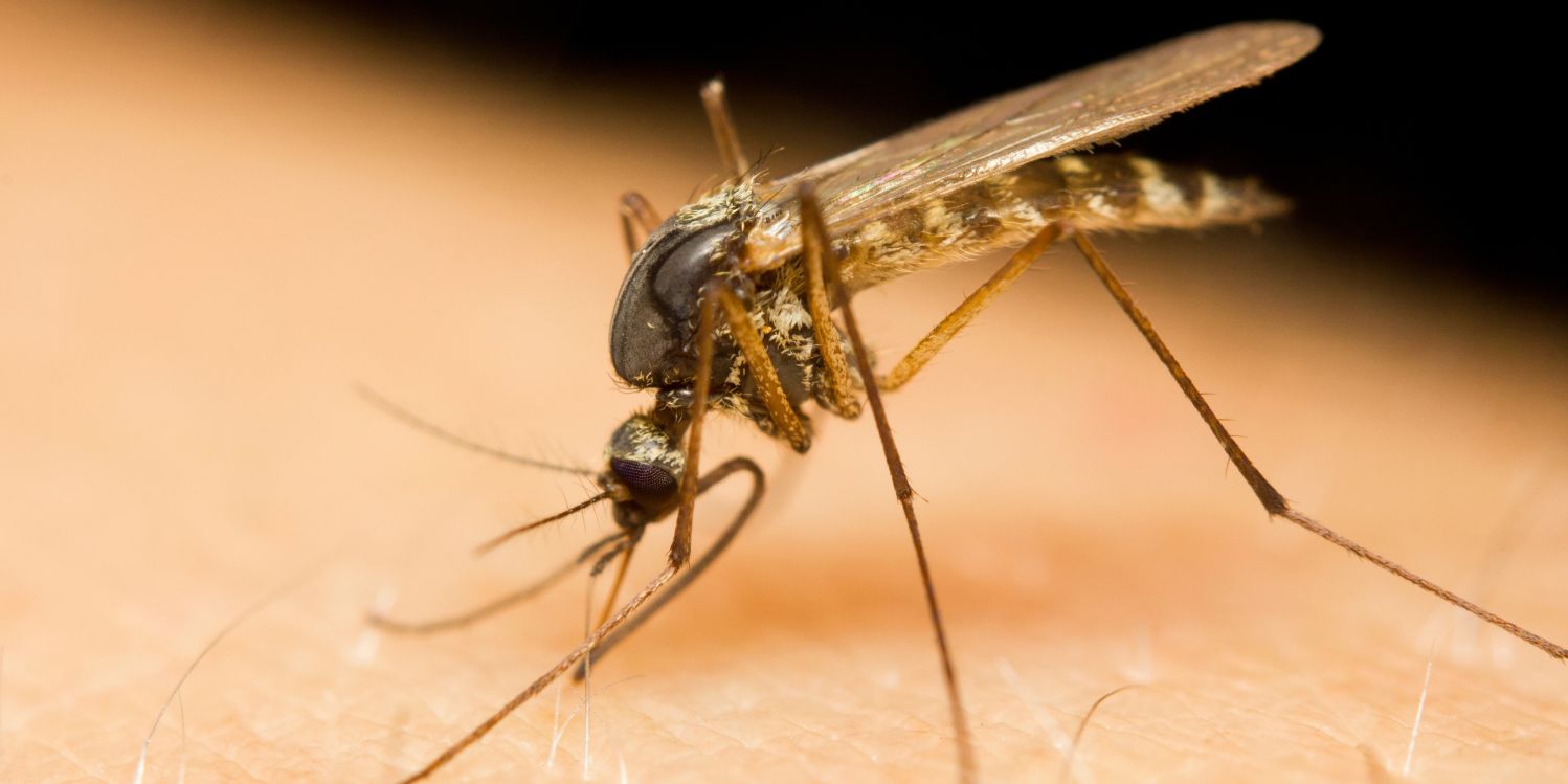 Applications anti-moustiques : Démêler le mythe de la réalité
